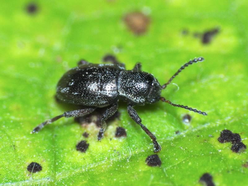 Pachnephorus villosus (Duftschmid, 1825)